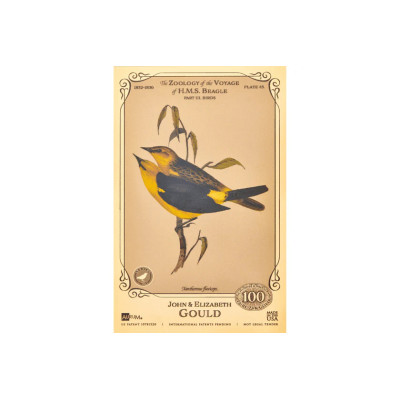 John og Elizabeth Gould Aurum - H.M.S. Beagle-samlingen